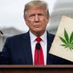 Trump Signs Executive Order Fast-Tracking Reclassification of Marijuana