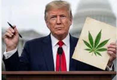 Trump Signs Executive Order Fast-Tracking Reclassification of Marijuana