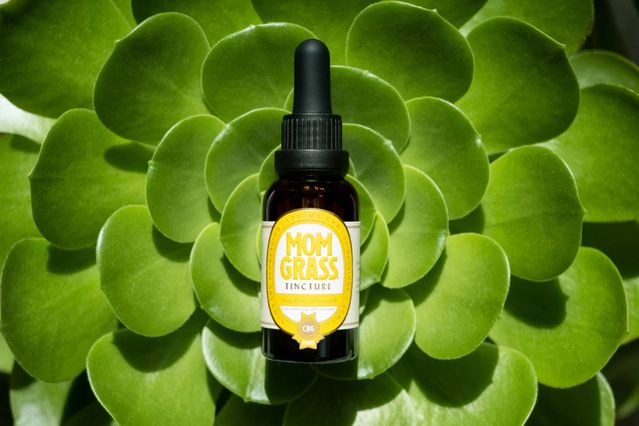 Mom Grass CBG tincture dropper bottle on a bed of vibrant green succulent leaves in sunlight.